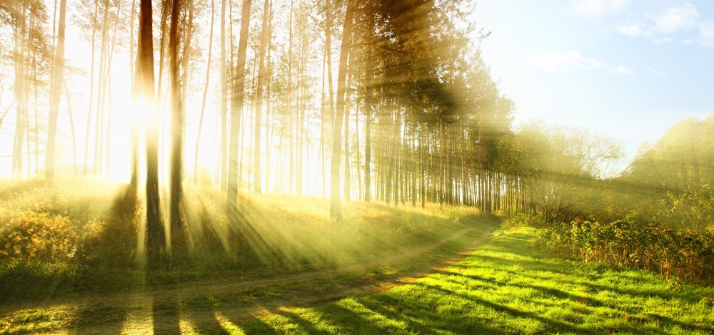Sunny forest early in the morning | top resources for choosing compliance management software