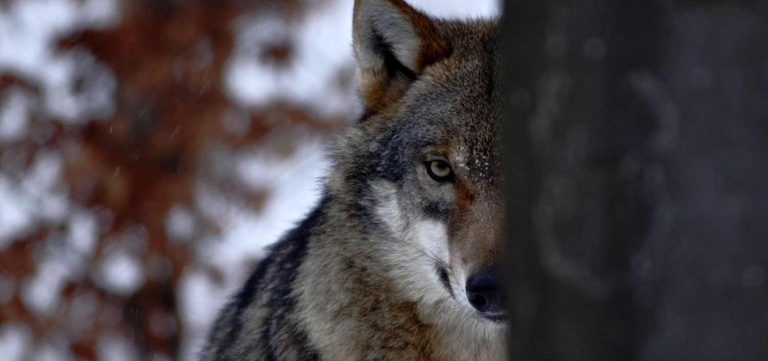 wolf in the forest | c-level leaders and cyber attack