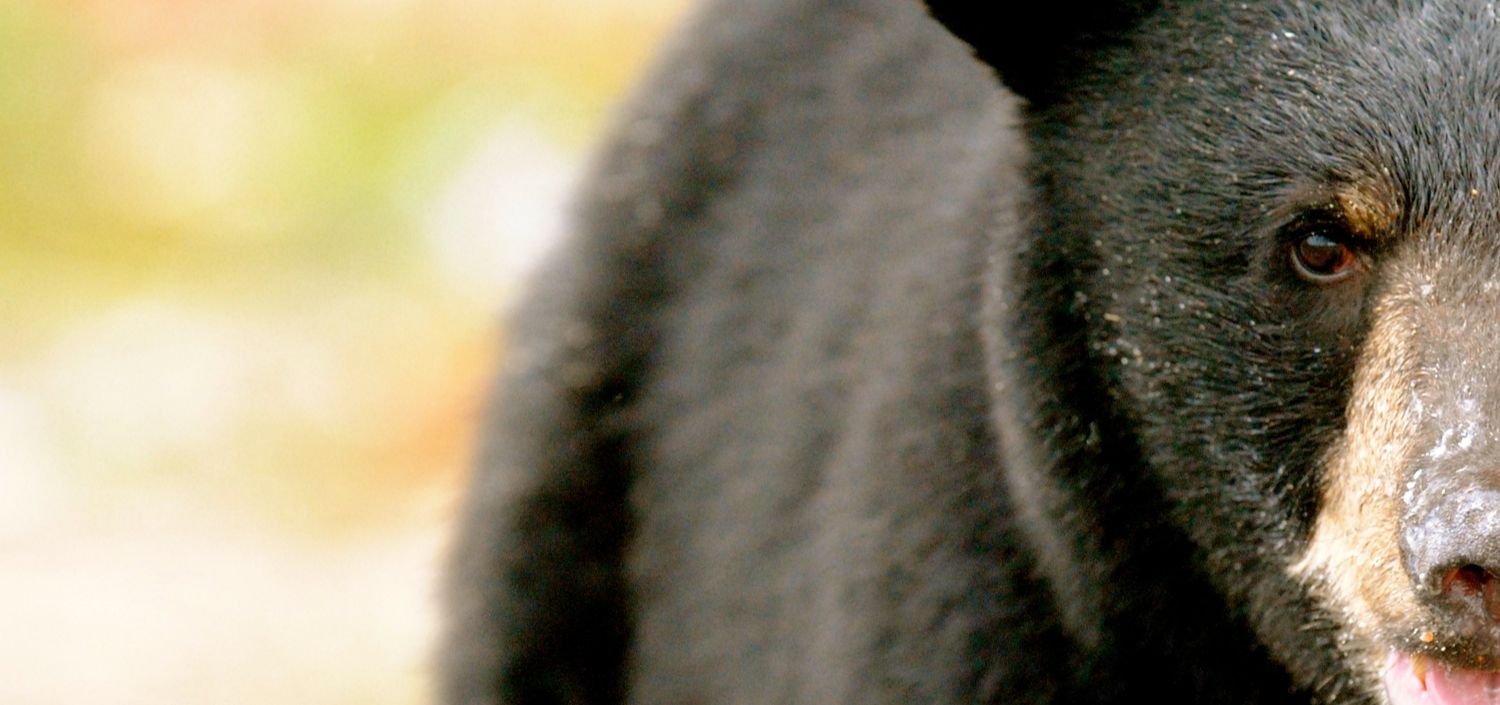 Closeup of a black bear | Compliance Unfiltered podcast CMMC